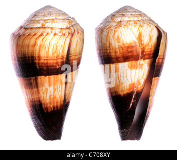 Soldier Cone shell (Conus miles) c8cm. E.Africa. Stock Photo