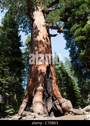 Grizzly Giant Sequoia, Yoemite National Park, USA Stock Photo