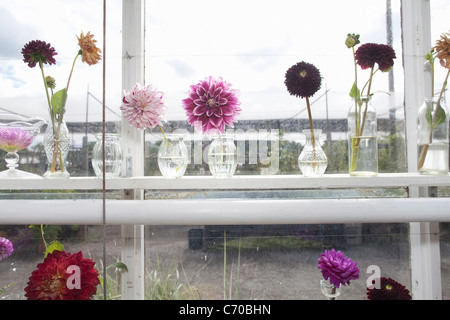 Small vases of purple flowers in window Stock Photo