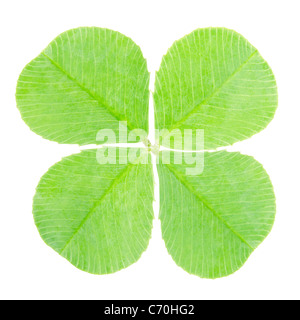 Four leaf clover shamrock Stock Photo