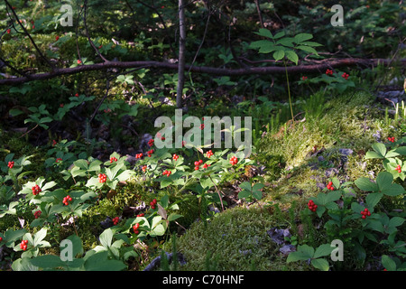 Scene of the diverse biology of the floor of a Boreal Forest in northern Saskatchewan. Stock Photo