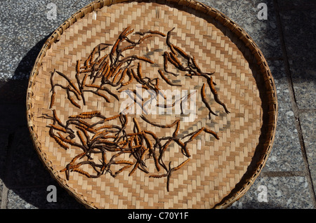 Caterpillar fungus are sun dried in a bamboo pan. Sichuan, China. Stock Photo