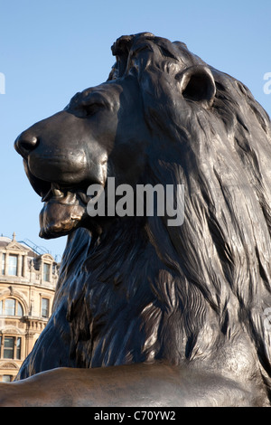 Lion part of Nelsons Column Monument in Trafalgar Square, London, England, UK Stock Photo