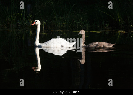 Mute Swan Cygnus olor with young birds called cygnets Ridelu lake, Engure, Latvia Stock Photo