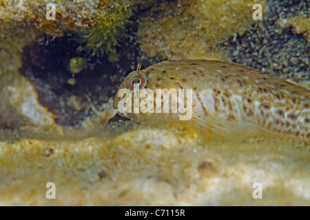 red speckled blenny Stock Photo