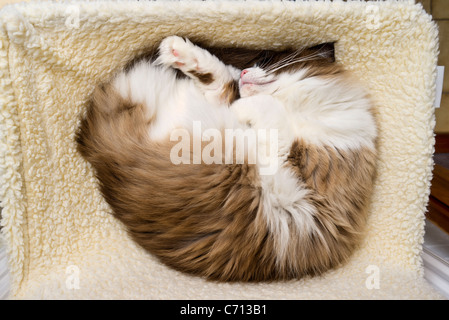 Ragdoll cat sleeping in a hammock bed fixed to a central heating radiator Stock Photo