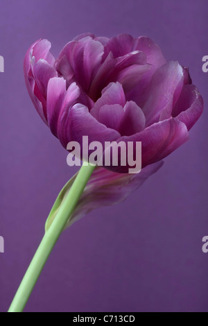 Tulipa, Tulip, Single purple flower subject, Purple background Stock Photo