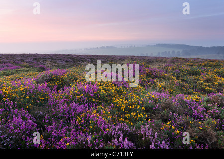 Heather and Gorse on the Quantock Hills in September. Somerset. England. UK. Stock Photo