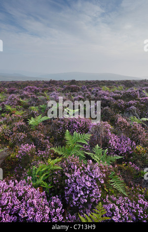 Heather and Bracken on the Quantock Hills in September. Somerset. England. UK. Stock Photo