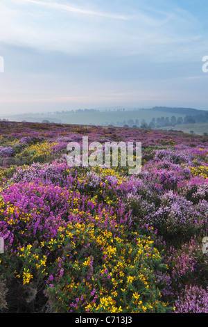 Heather and Gorse on the Quantock Hills in September. Somerset. England. UK. Stock Photo