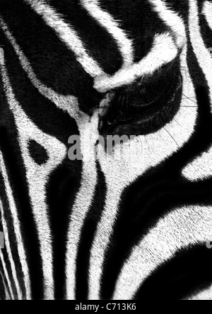 A Close-Up on a Zebra's eye showing its pattern on its face. In London Zoo. Stock Photo
