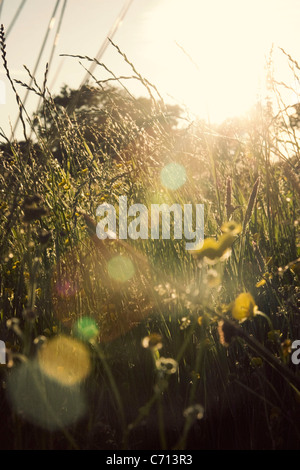 Grass, Mixed plants and colours subject, Stock Photo