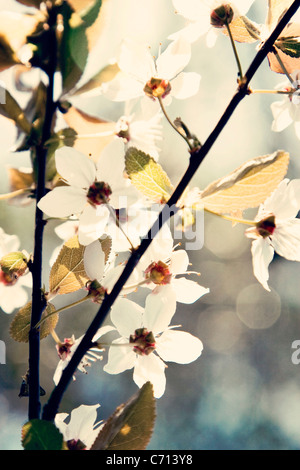 Prunus, Cherry, White flower blossom on tree branch subject, Stock Photo
