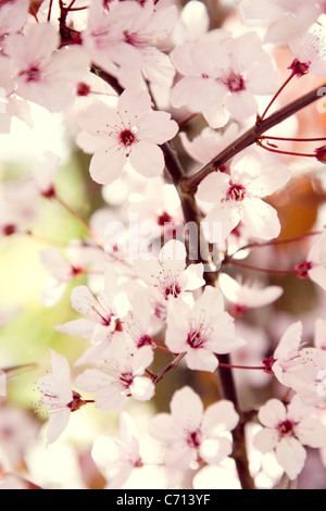 Prunus cerasifera, Cherry plum, Pink flower blossom subject, Stock Photo