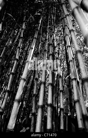 Bambusa, Bamboo canes, Black & white, Stock Photo