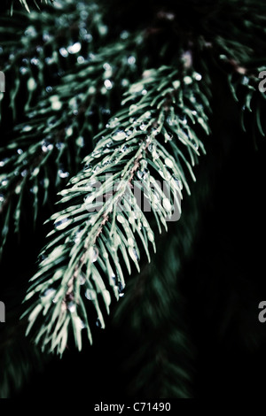 Pinus, Abies, Picea, Pine, Fir, Spruce, Green subject, Stock Photo