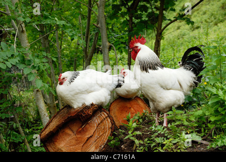 Light Sussex Hens with cockerel resting in woodland, Wales, UK Stock Photo