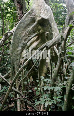 Tree (Uapaca guineensis: Phyllanthaceae) showing stilt-roots, in rainforest, Cameroon. Stock Photo