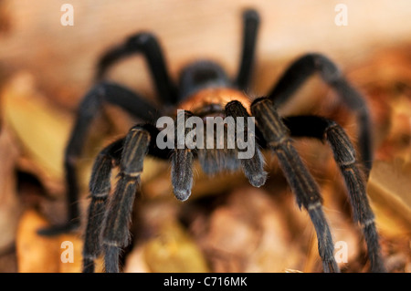 tarantula spider Stock Photo