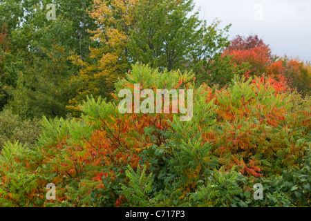 Autumn color sumac trees, red, yellow and green, New England fall colors Stock Photo