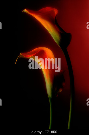 Zantedeschia, Arum lily, Calla lily, Red flower subject Stock Photo