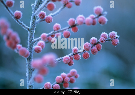 Ilex verticillata, Holly berries in frost on branch, Red subject, Stock Photo