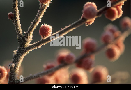 Ilex verticillata, Holly berries in frost on branch, Red subject, Stock Photo