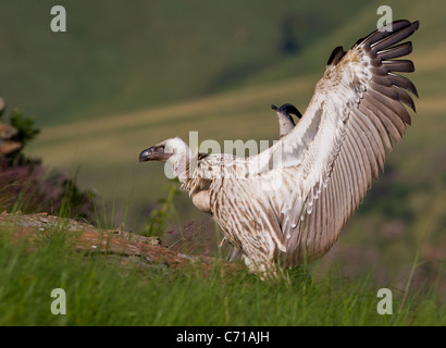 cape vulture in flight or with spread wings Stock Photo