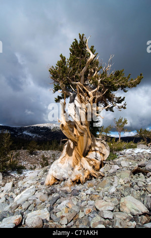 A bristlecone pine tree grows in the Wheeler Peak Grove in Great Basin National Park, NV.
