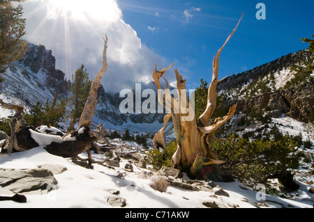 Rays of sun penetrate the clouds illuminating several bristlecone pine trees in the Wheeler Peak Grove in Great Basin National P