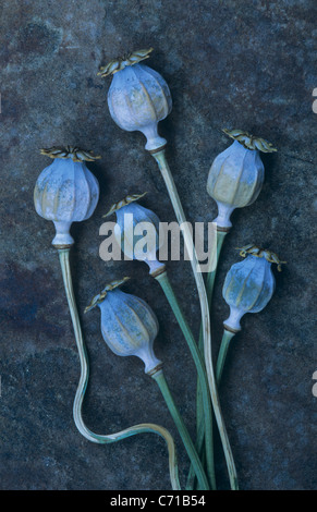 Papaver somniferum, Opium poppy seed heads, Blue subject, Blue background Stock Photo