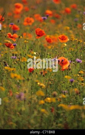 Papaver rhoeas, Poppy field, Red yellow and purple wild flowers subject, Stock Photo