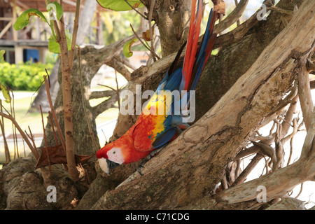 Red macaw on a tree. Stock Photo