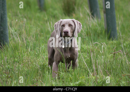 Weimaraner, dog, ball Stock Photo
