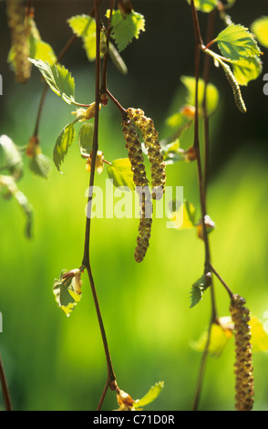 Betula Birch tree with catkins on branch against a green background. Stock Photo