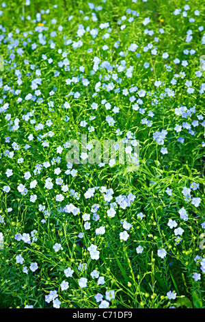 Background of blooming blue flax in a farm field Stock Photo