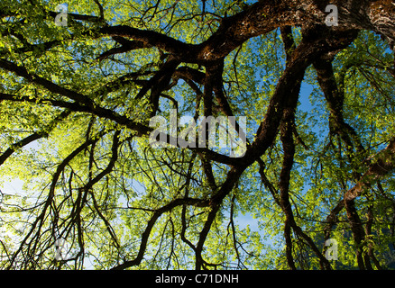 Early morning light shines on an oak tree in Yosemite National Park, California. Stock Photo