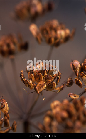 Heracleum sphondylium Hogweed Brown seed heads. Stock Photo