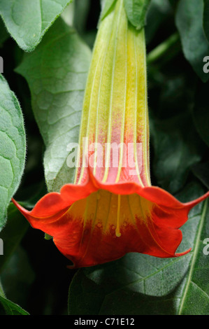 Brugmansia sanguinea Red Angels' trumpets flower against green leaves of plant. Stock Photo
