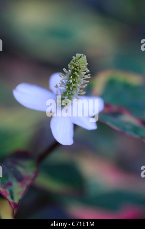 Houttuynia cordata 'Chameleon' Variegated leaves with upright stamen. Stock Photo