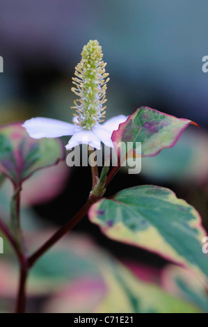 Houttuynia cordata 'Chameleon' Variegated leaves with upright stamen. Stock Photo