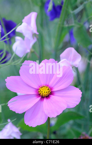 Cosmos bipinnatus Pink Cosmos flower amongst sweet pea flowers. Stock Photo