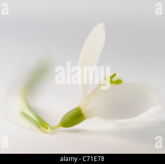Galanthus nivalis Snowdrop Single white flower against a white background. Stock Photo