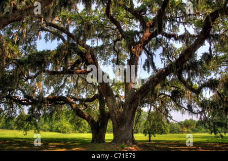 Huge live oak trees at Honey Horn Plantation on Hilton Head Island, South Carolina. Stock Photo