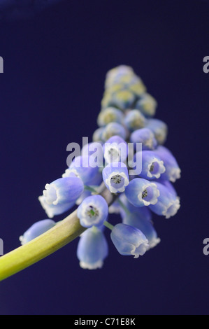 Muscari Blue Grape hyacinth flowers on stem against blue background. Stock Photo