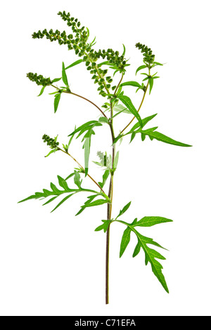 Ragweed plant in allergy season isolated on white background, common allergen Stock Photo