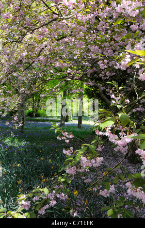 Prunus Pink Cherry blossom on trees in orchard Stock Photo