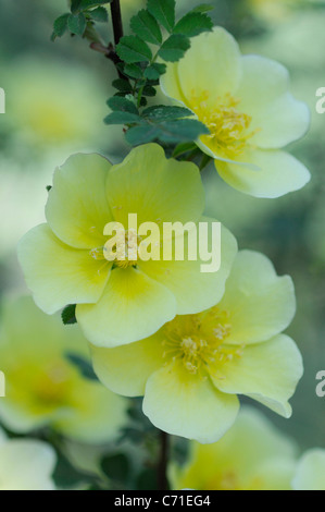 Rosa ‘Canary bird’ Rose Yellow flowers on shrub Stock Photo