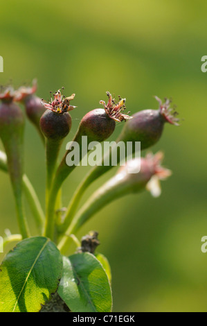 Pyrus communis 'Conference' Pear fruit bud against green background Stock Photo