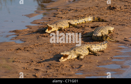 crocodiles sunbathing Stock Photo